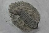 Arctinurus Trilobite - Classic New York Trilobite #68087-2